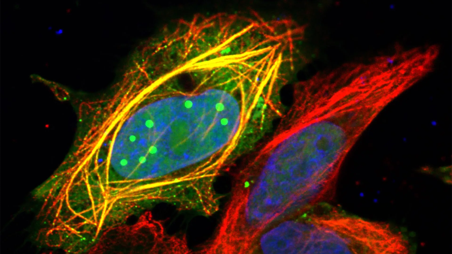 A shapeshifting protein explains rabies’ deadly power