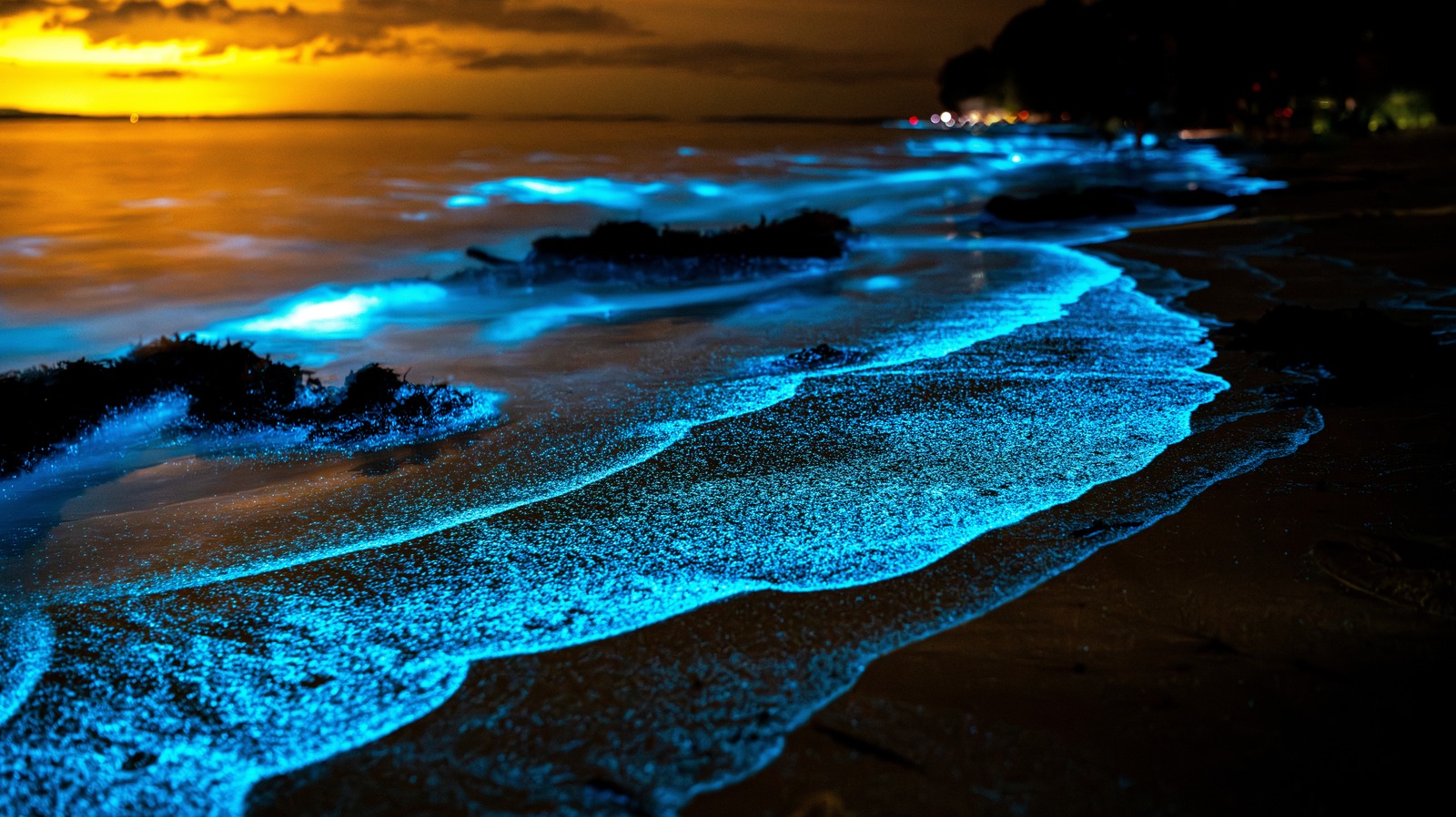 What Causes Bioluminescent Waves?