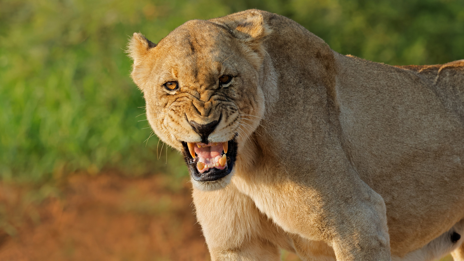 Lions Instill Less Fear In Animals Than This ‘Super Predator’