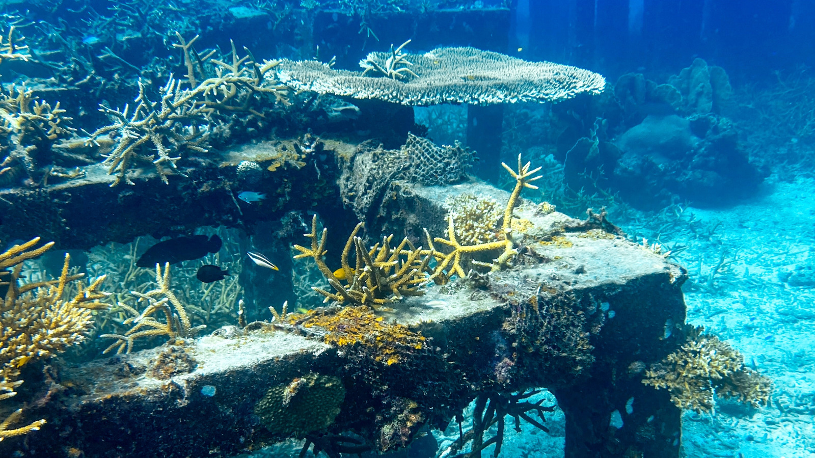 What Is An Artificial Reef?