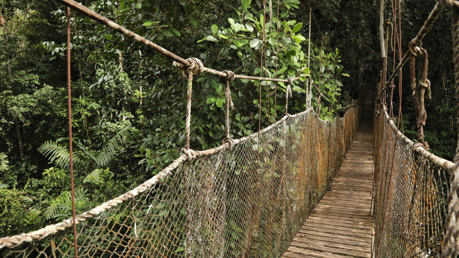 Animals In The Amazonian Forests Are Relying On Our Walkways