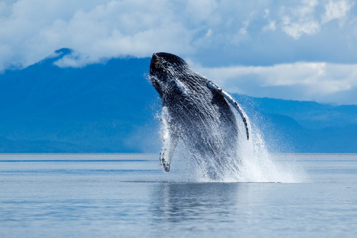 Without whale pee, the world’s oceans would probably fall apart. Here’s why