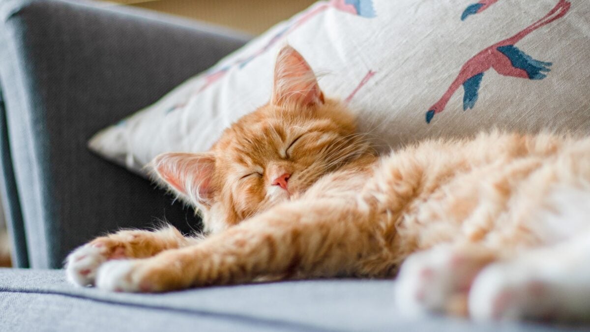 The Story of How Cats Conquered the World Just Got Weirder