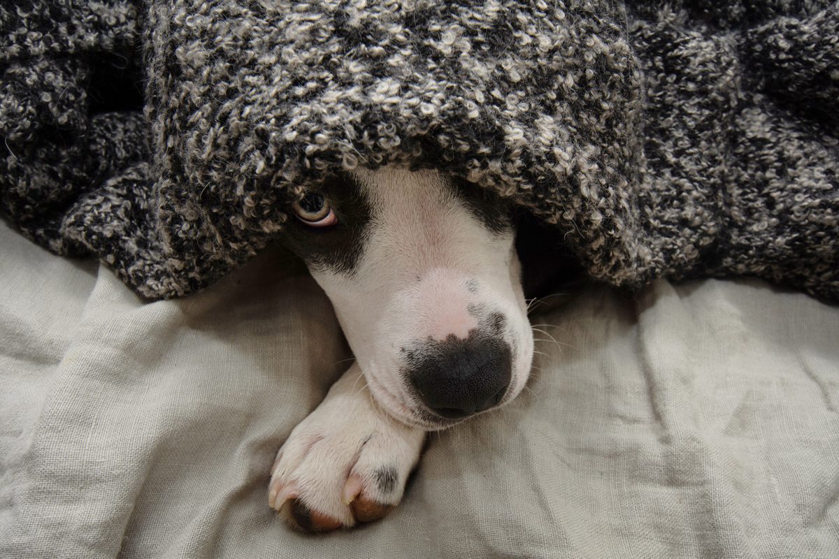 Simple ways to calm your stressed dog this Guy Fawkes Night, according to an expert