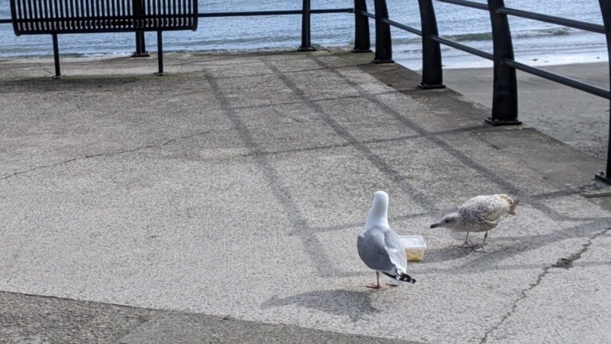 Yes, You Should Yell at Seagulls
