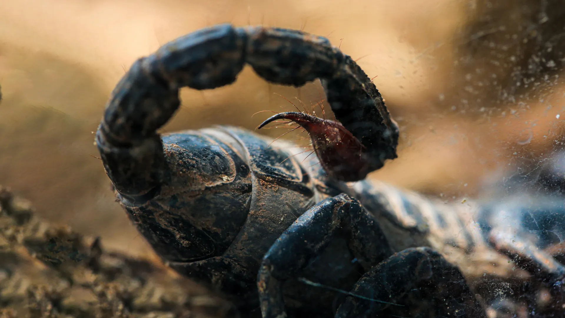 Amazon scorpion venom shows stunning power against breast cancer