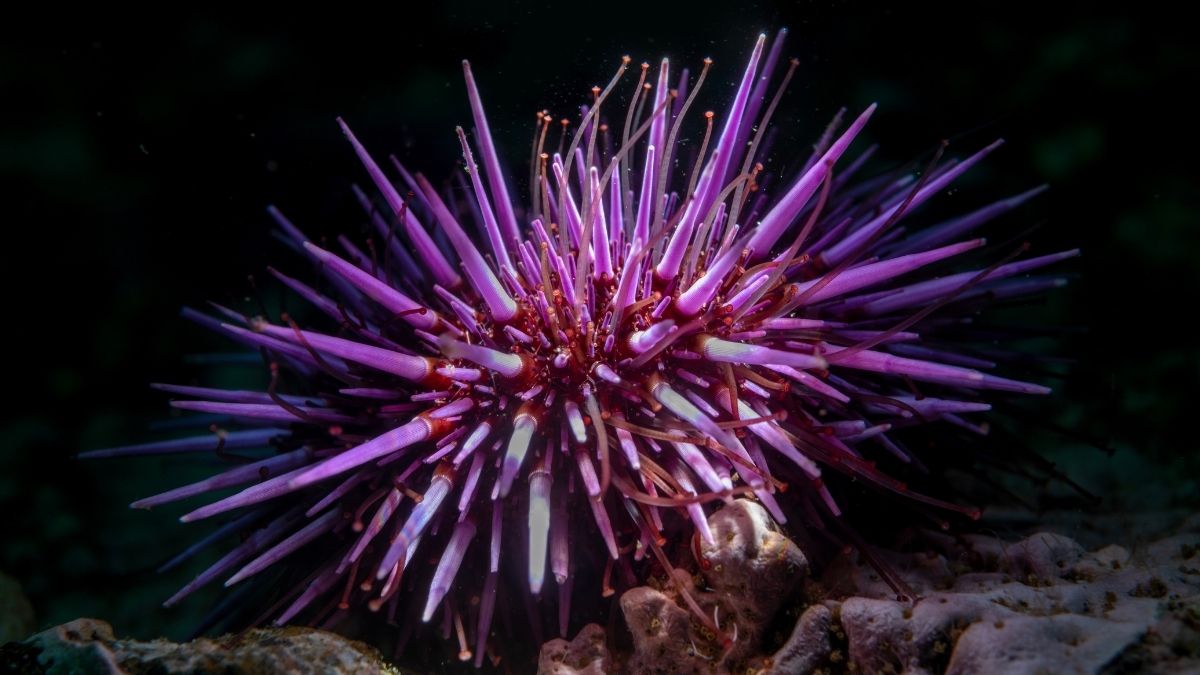 Shock Discovery Reveals Sea Urchins Are Basically ‘All Brain’ : ScienceAlert