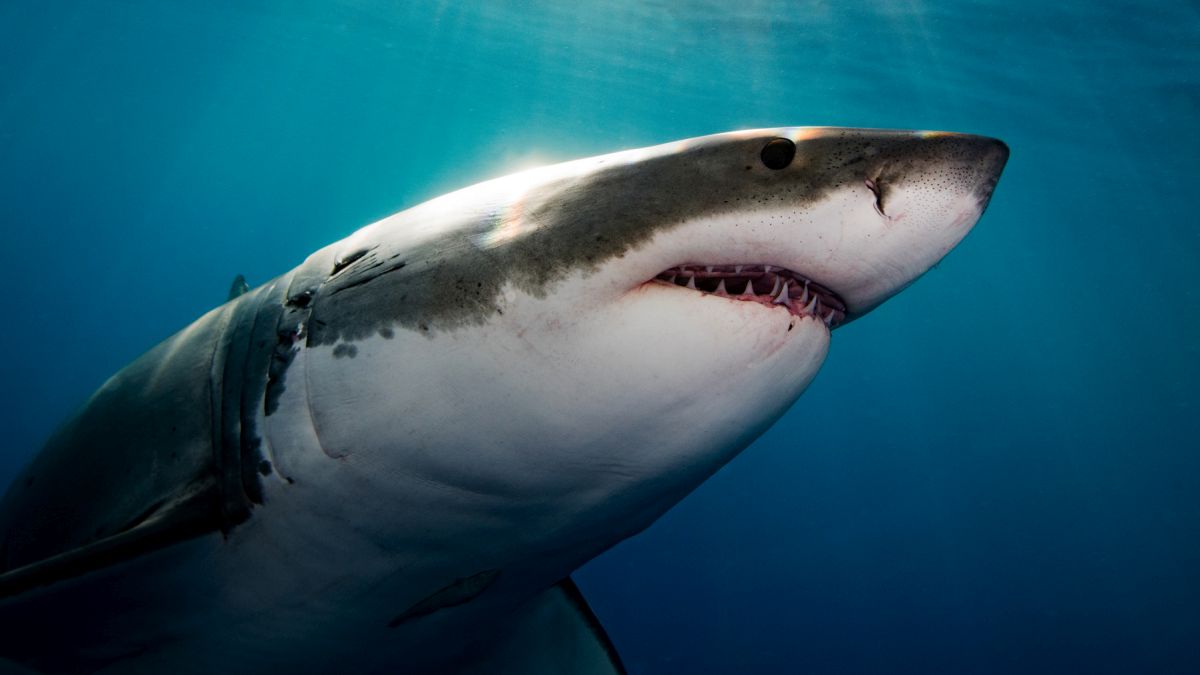 There’s One Predator in The Ocean Instilling Terror in Great White Sharks : ScienceAlert