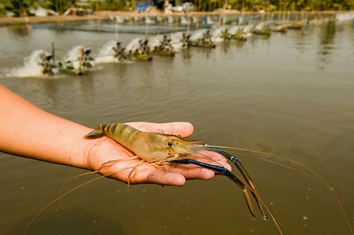 A shrimp farm has opened in Transcarpathia, and experts say this sector holds promise for Ukraine.