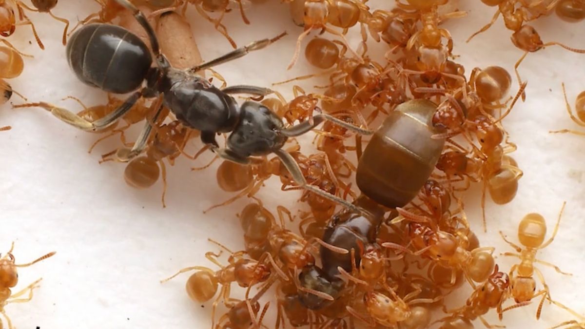 A Parasite Tricks Ants Into Killing Their Own Queen, Chilling Footage Reveals : ScienceAlert