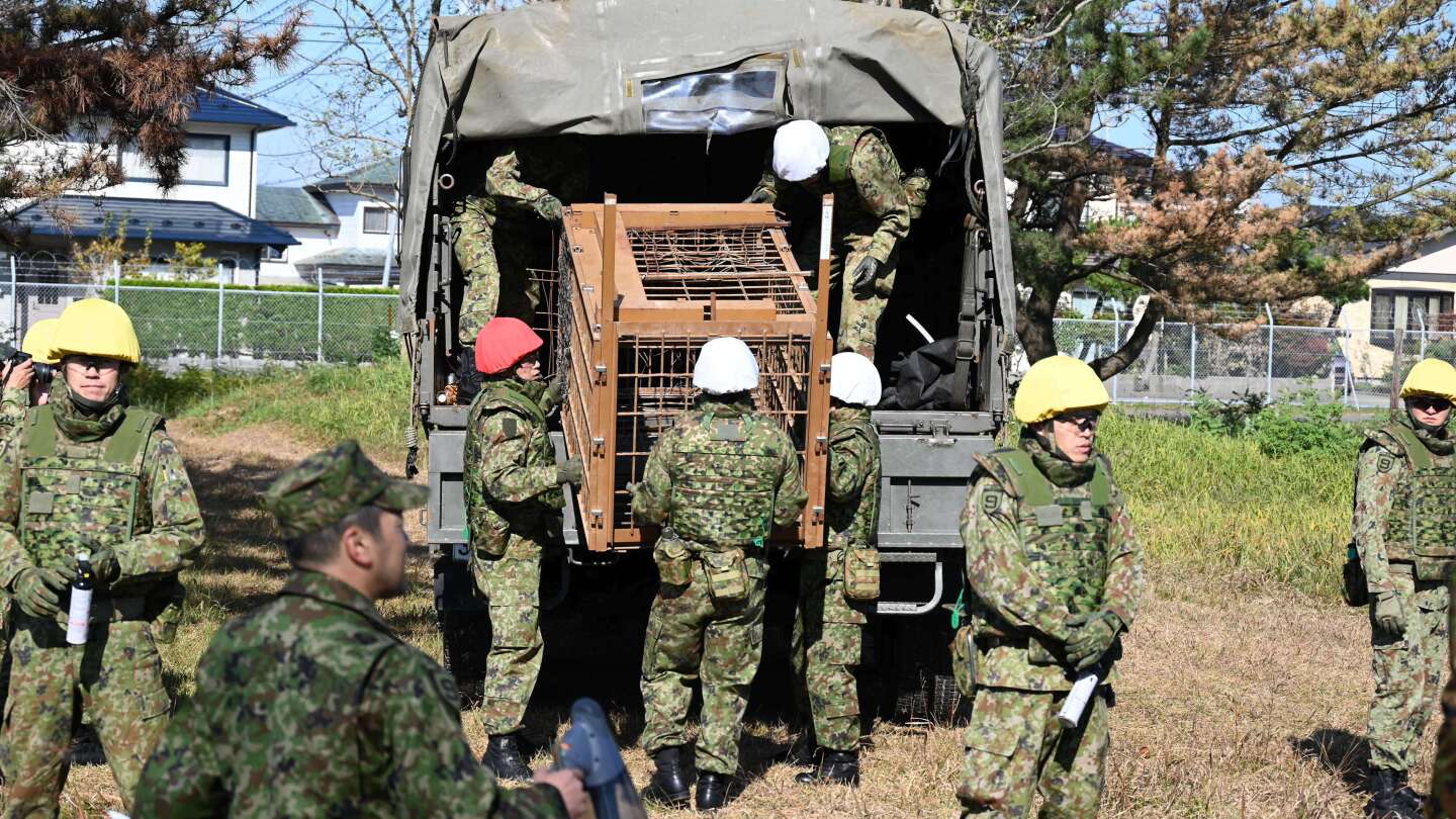 Japan sends troops to help with bear attacks in northern region