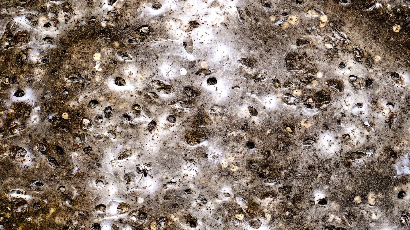 Arachnid super-web reveals the surprising ‘constant party’ life of cohabiting spiders