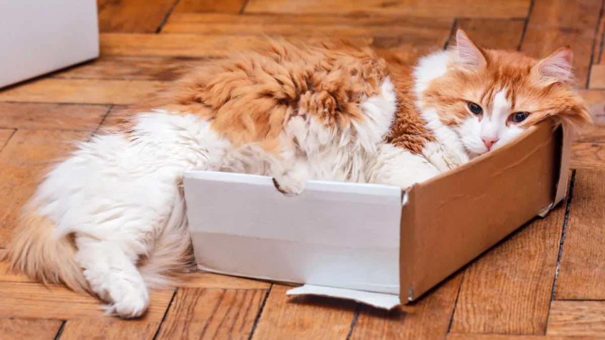 Why do cats love boxes? Evolution has an answer.