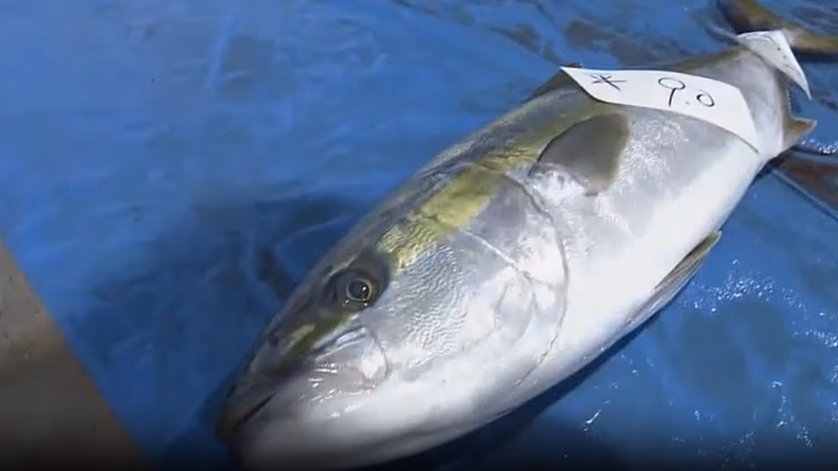 Video. Japan: Record-price yellowtail sells for over 22,000 euros at Ishikawa’s first winter auction