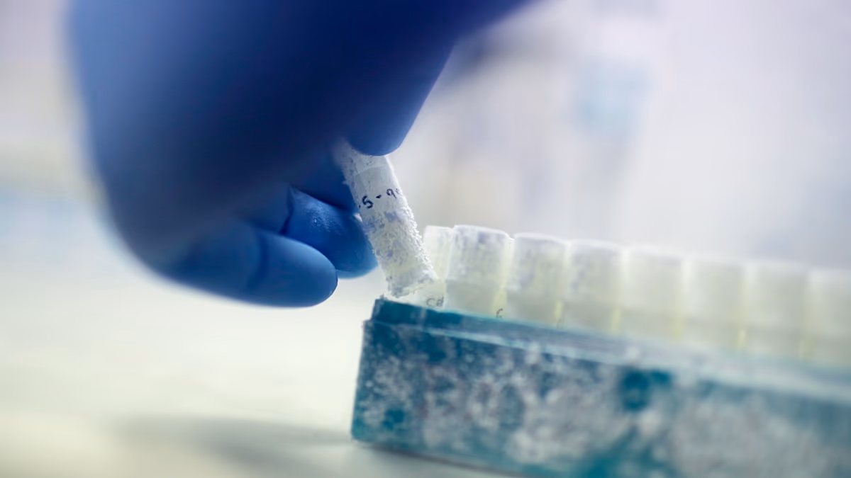 Are sperm banks in Denmark rejecting donors based on their IQ?