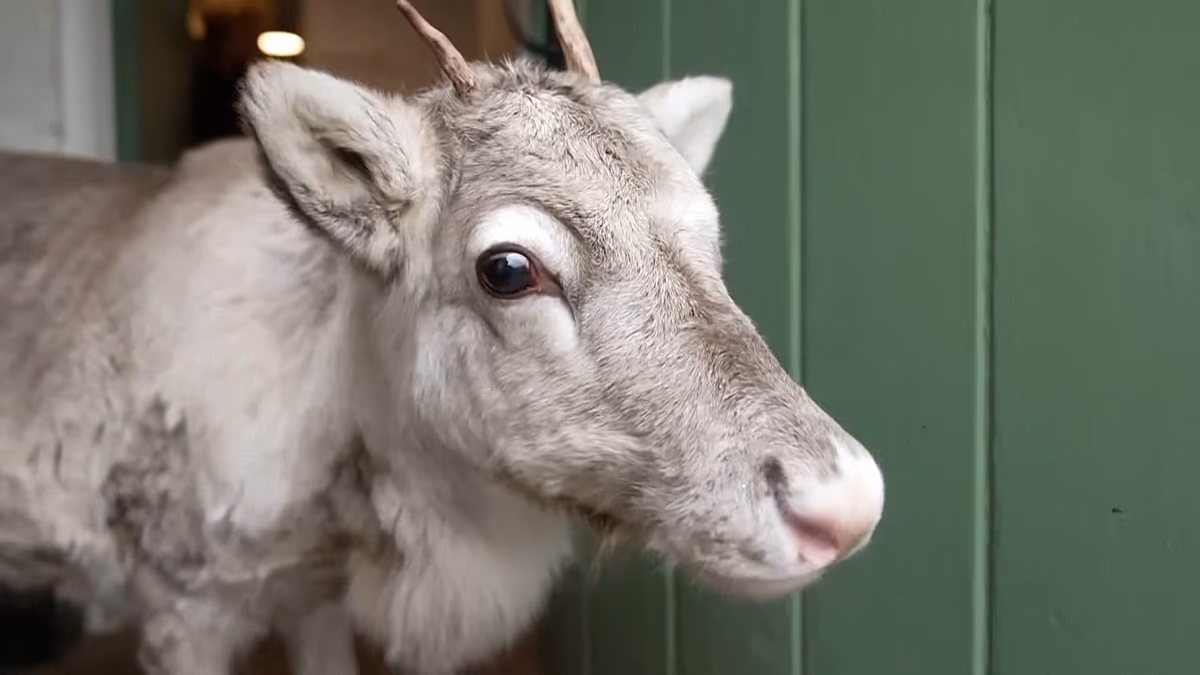 Video. Hand-raised reindeer Lars prepares for Christmas