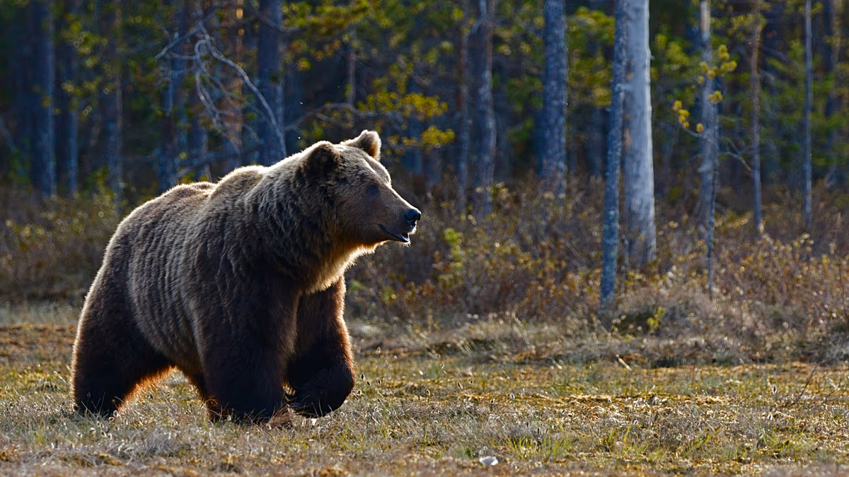 These Italian brown bears have changed their behaviour due to close interaction with humans