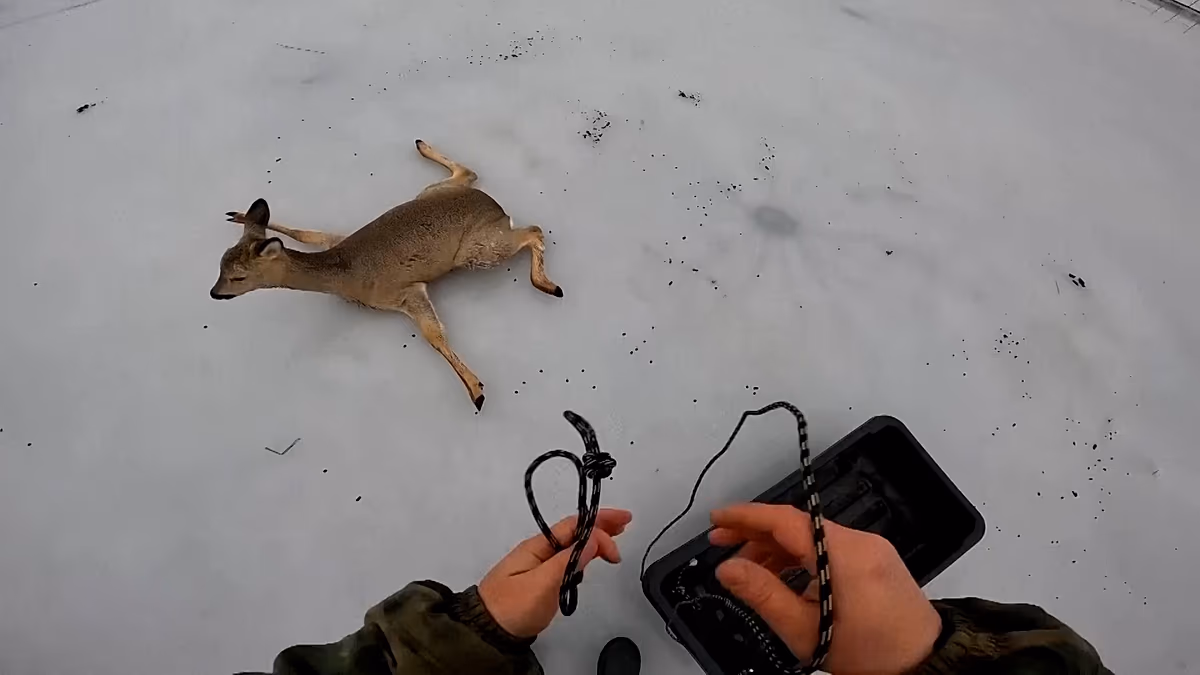 Video. Hundreds of roe deer rescued from Siberian frozen lakes