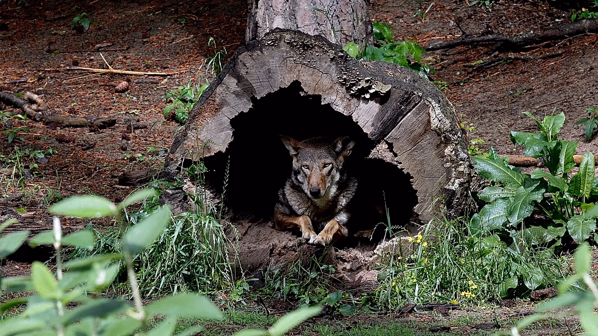 Utrecht lifts forest warning after DNA confirms wolf shot was menace known as ‘Bram’
