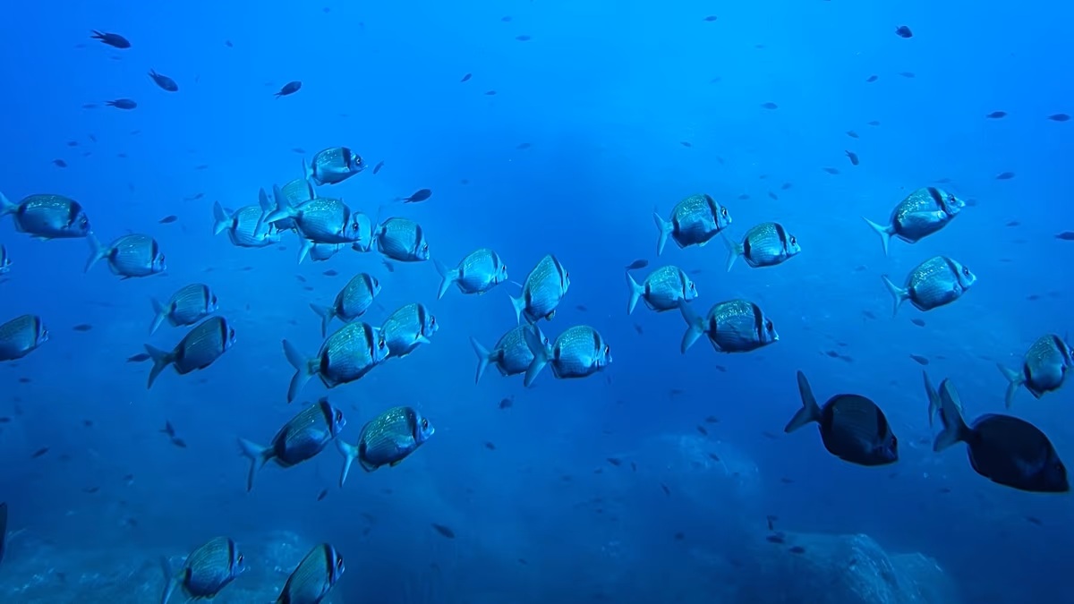 Deep-sea mining tests impact more than a third of seabed animals, landmark study warns