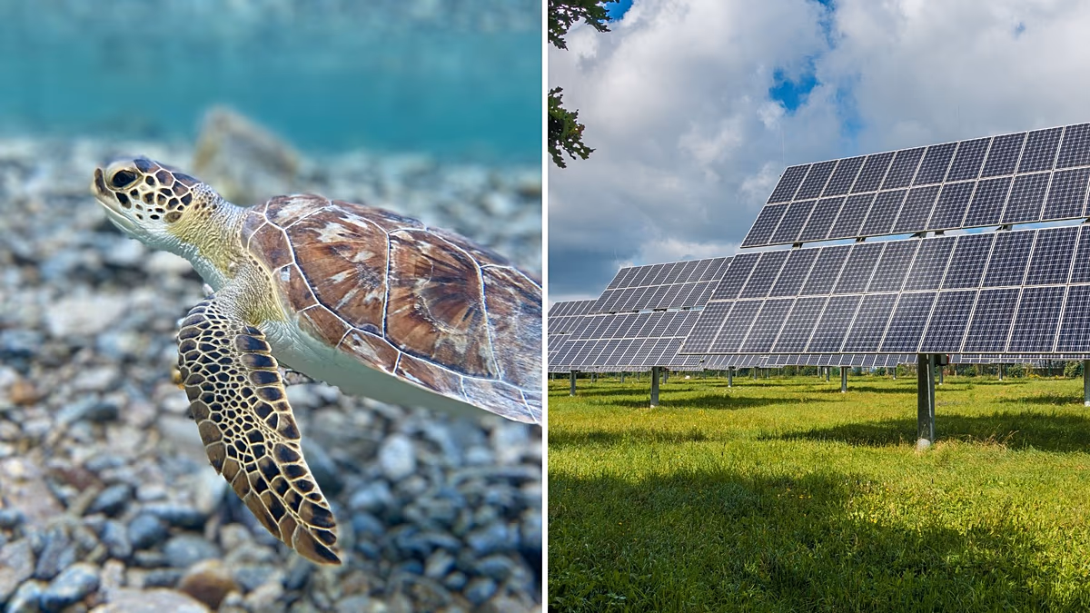 Cheap solar power and endangered animal comebacks: Positive environmental stories from 2025
