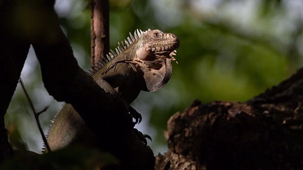 Love Island for lizards: Critically endangered iguanas now thriving thanks to matchmaking project
