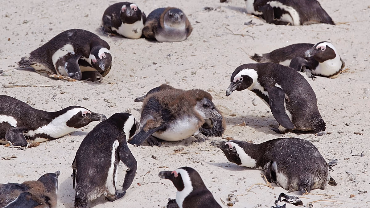 African penguins starved ‘en masse’ due to food shortages driven by climate shifts and overfishing