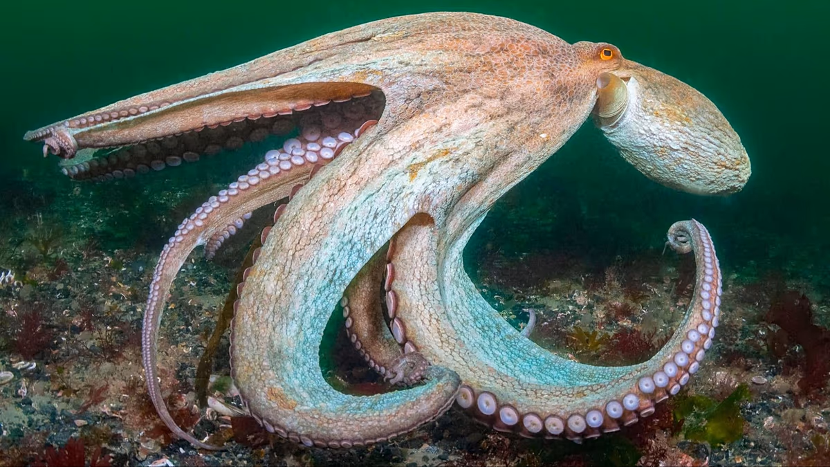 ‘Year of the octopus’: How climate change is pushing the sea’s smartest creature into new territory