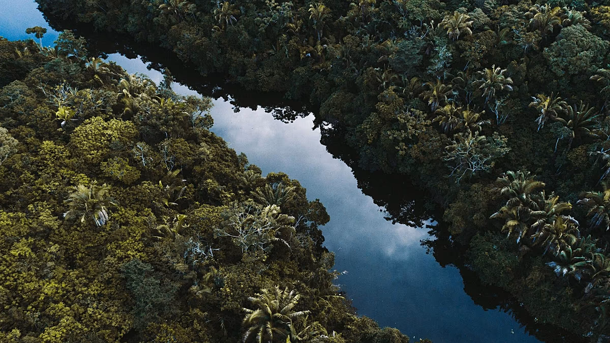 ‘Hot droughts’ could push the Amazon into a hypertropical climate by 2100 – and trees won’t survive