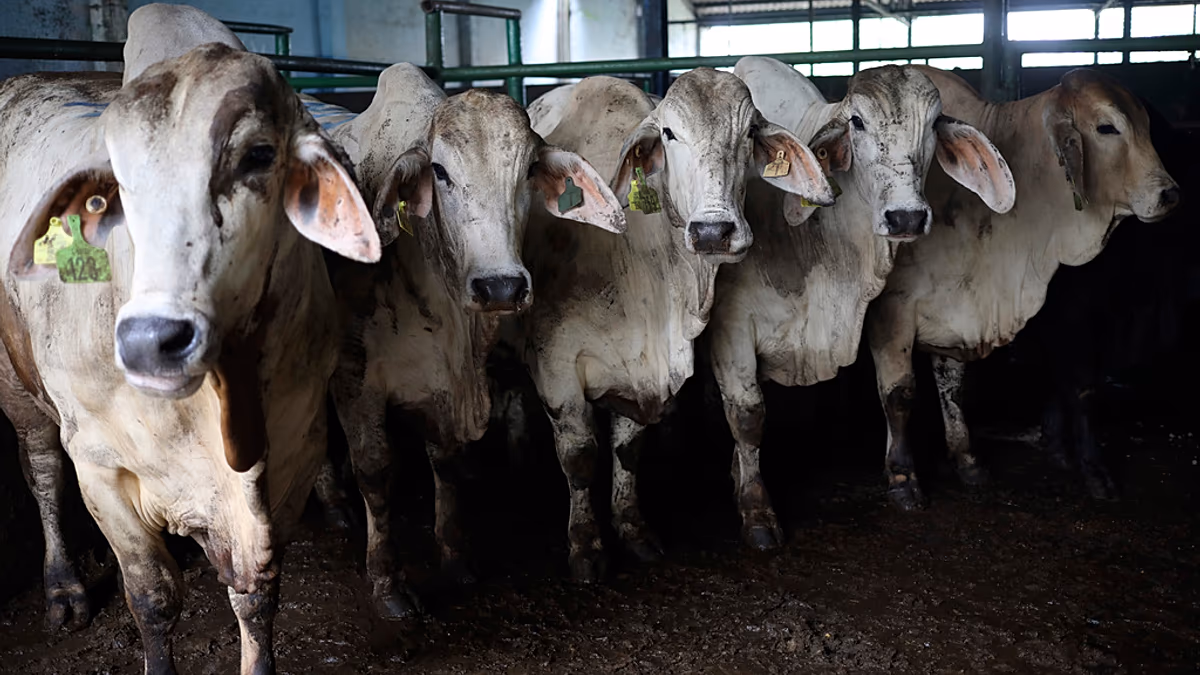 France struggles to contain cattle lumpy skin disease as farmers’ protests spread
