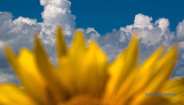 Over 83% of sunflower harvest completed in Donetsk region
