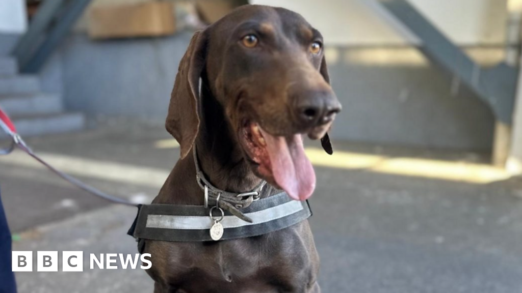 Meet Adele, the dog trained to sniff out smuggled small boats