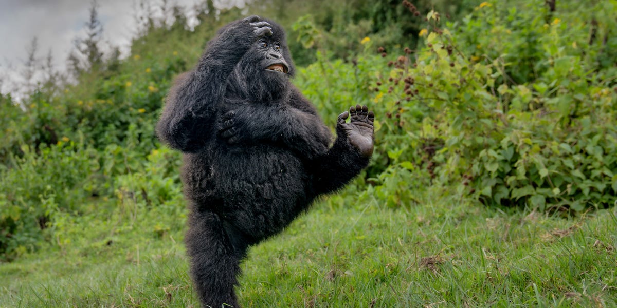 Funny Animal Photos: Comedy Wildlife Photography Awards 2025