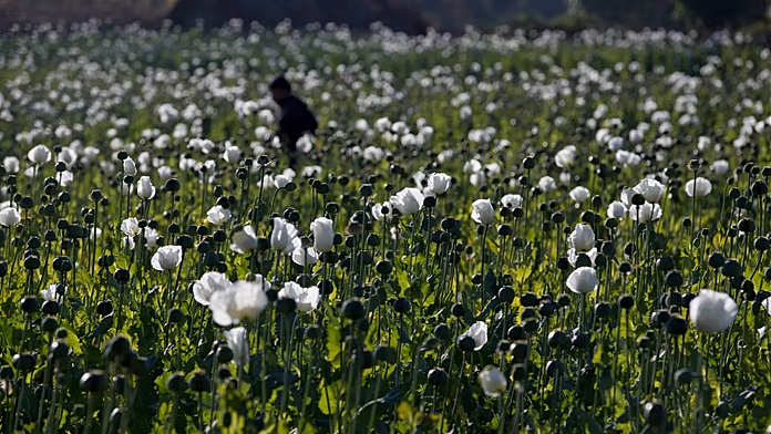 Opium poppy cultivation in Myanmar hits highest level in a decade, UN report says
