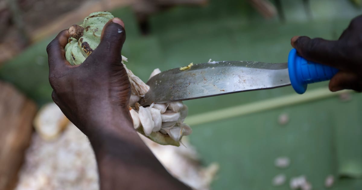Chocolate still depends on child labor – POLITICO
