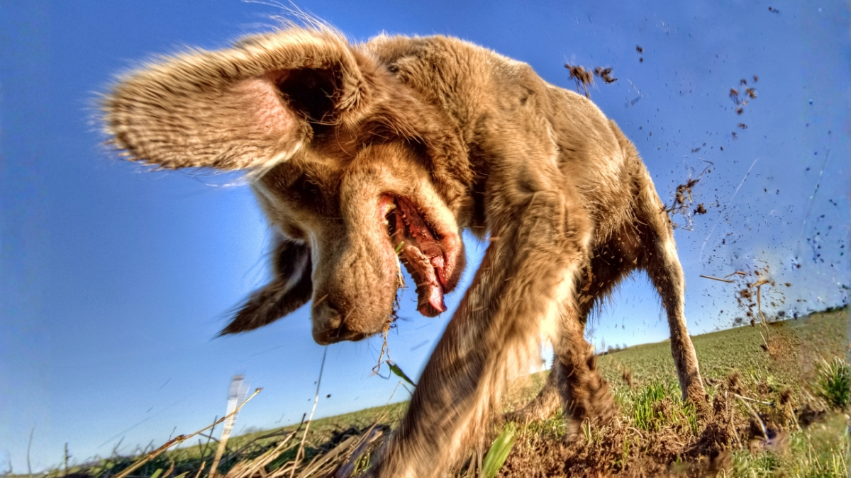 An Animal Expert Explains Why Your Dog Keeps Hiding Everything : ScienceAlert