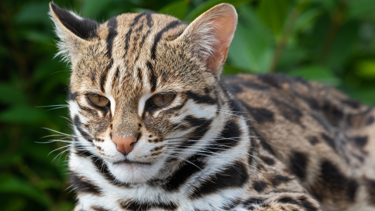 DNA Reveals Cats in Ancient China Were a Different Species Altogether : ScienceAlert