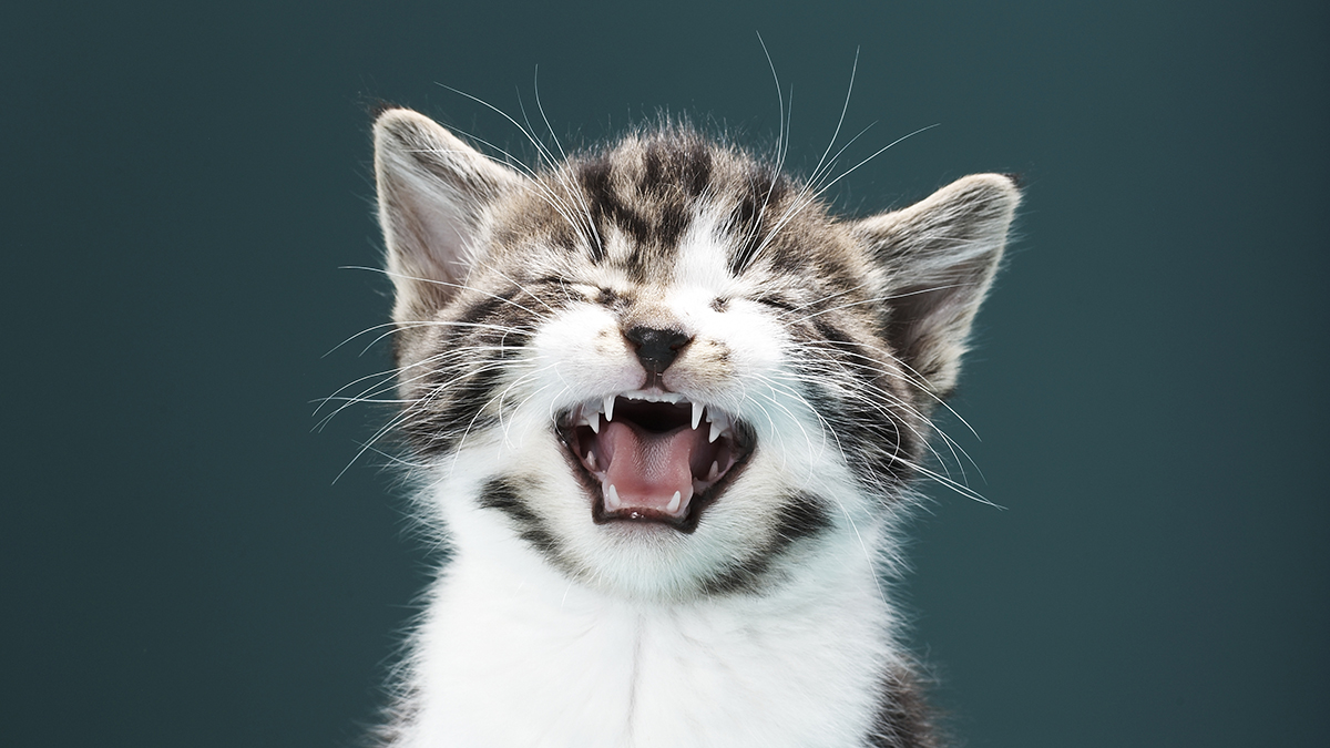 Cats Meow More Than Twice as Much at Men, And We Can Only Guess Why : ScienceAlert