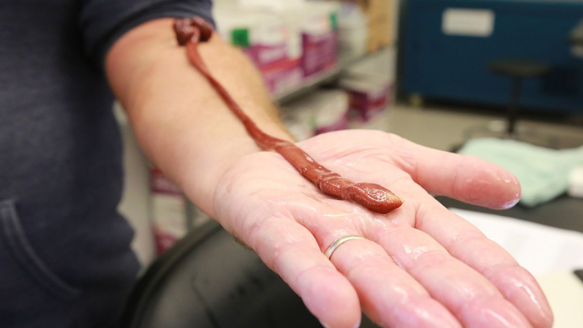 This Insanely Long Ribbon Worm Turns Out to Be The Oldest on Record : ScienceAlert