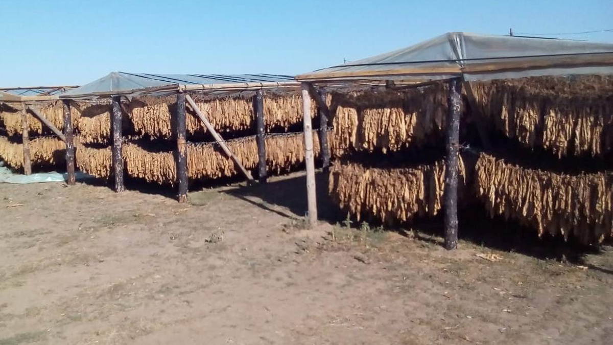 Ukrainian business calls for revisions to bill on control over production, circulation of tobacco raw materials