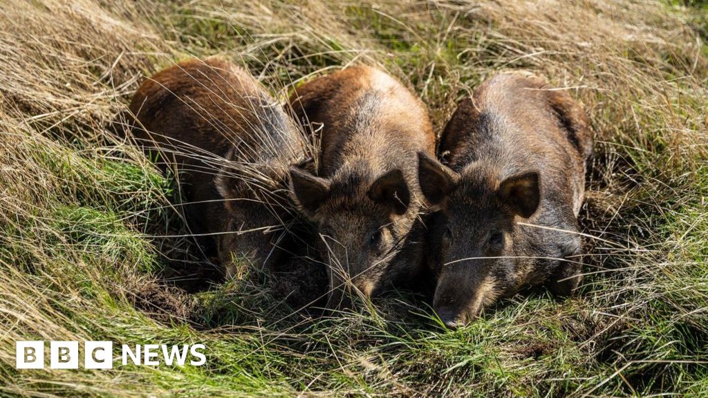 Harold’s Park wildland being transformed by three pigs
