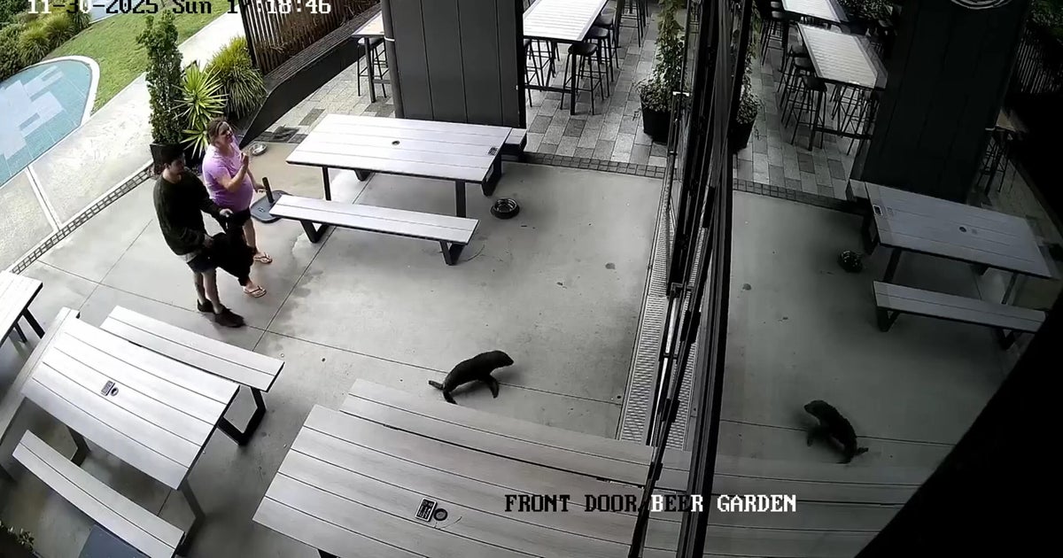 Baby seal waddles into New Zealand bar and heads to the bathroom: “Everyone was in shock”