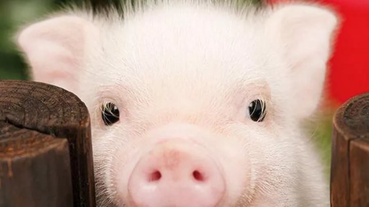 KSG Agro increases revenue from sale of live pigs by 48.3% in 9M of 2025