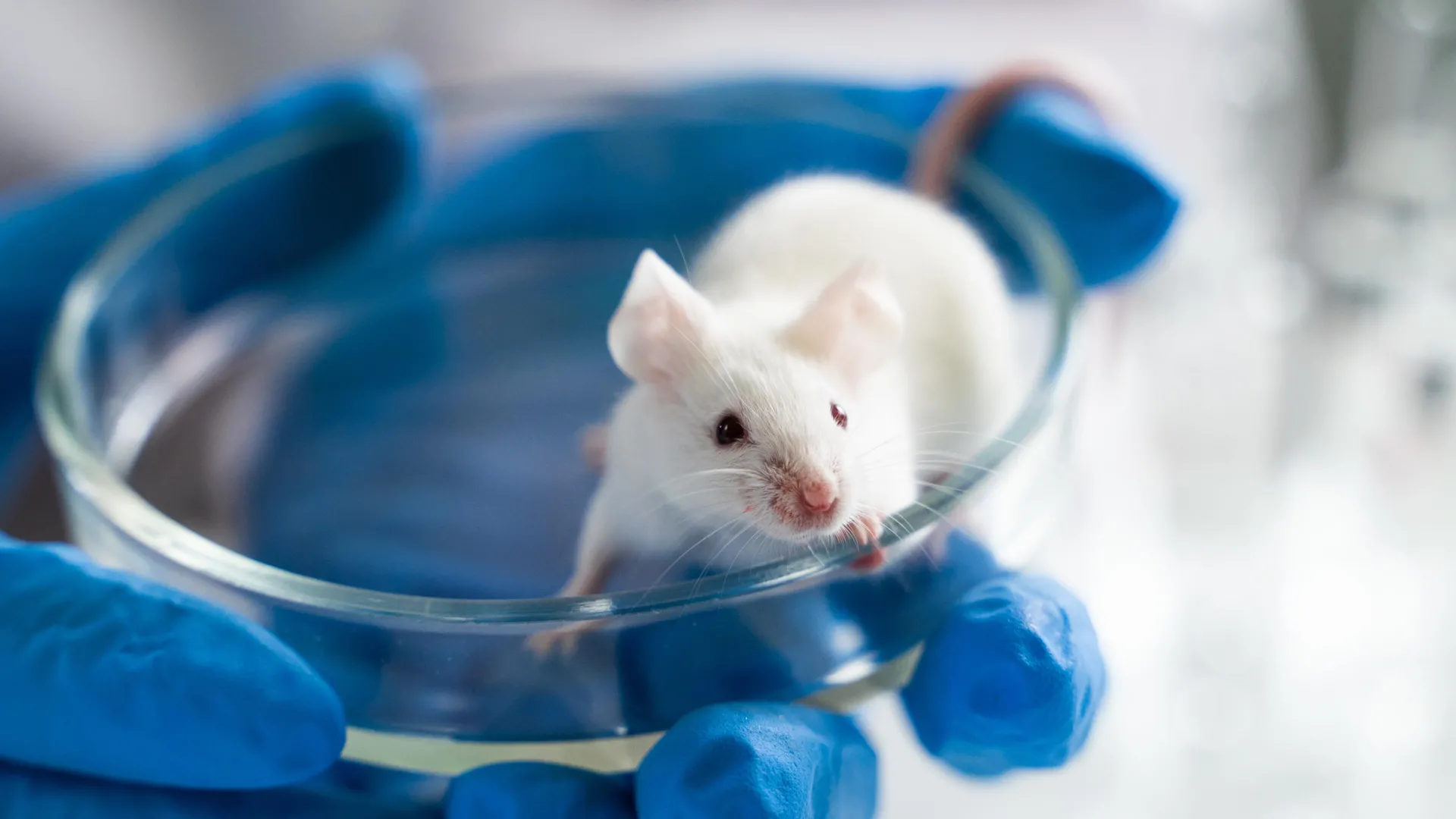 Scientists boost lifespan by 70% in elderly male mice using simple drug combo