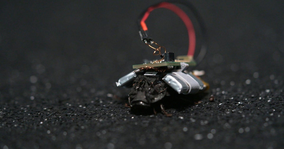 Cockroaches, fitted with tiny backpacks, could be part of the future of spycraft, search-and-rescue missions