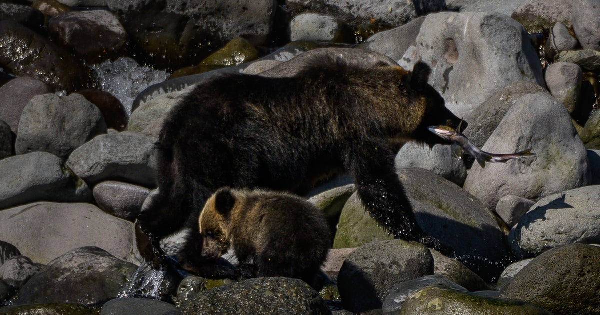 GPS watch of hiker killed by bear in Japan reveals harrowing details about his final moments