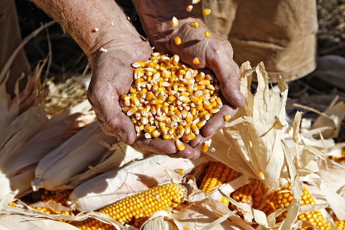 In December, corn exports have been the primary driver of domestic grain market activity in Ukraine.