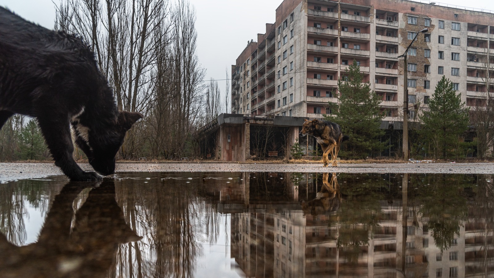 Are The Irradiated Dogs In Chernobyl Evolving?