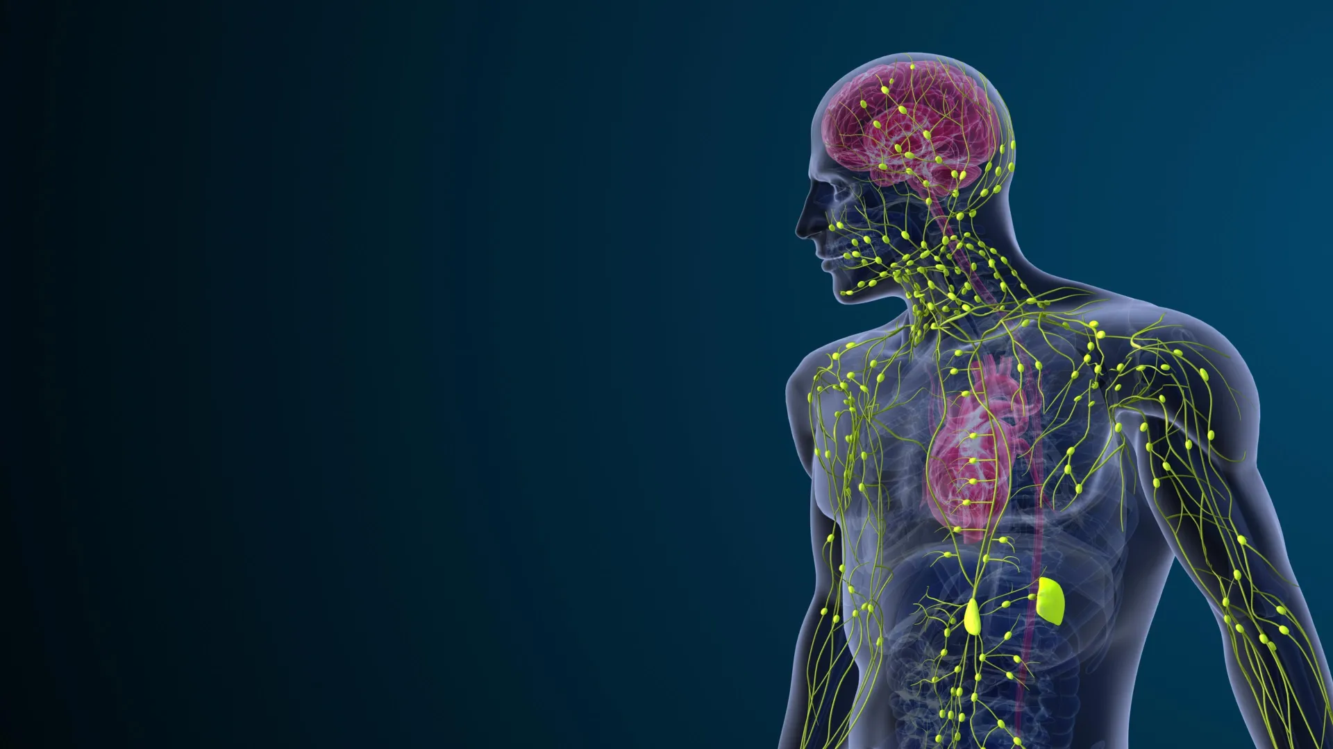 Nerve injuries can trigger hidden immune changes throughout the entire body