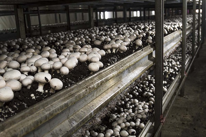 In Western Ukraine, initiatives are underway to establish both a mushroom cultivation facility and a pig farm with capacity for 10,000 pigs, as part of enhanced government support for the agricultural sector.